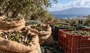 Ελιές σε σακιά ή τελάρα; Πώς επηρεάζεται η ποιότητα του ελαιολάδου