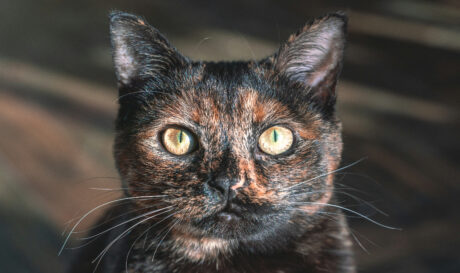 gata