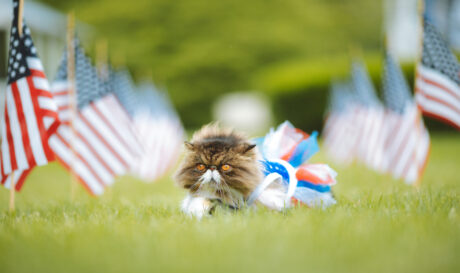 gata usa
