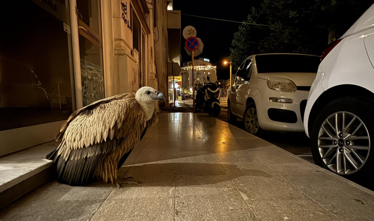 Ηράκλειο: Φτερωτός «επισκέπτης» στο κέντρο της πόλης – Γύπας εγκλωβίστηκε στο πεζοδρόμιο