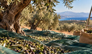 Ελαιομάζωμα στην Κρήτη: Πόσο κοστίζει πραγματικά η συγκομιδή ενός στρέμματος;