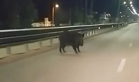 ΙΩΑΝΝΙΝΑ ΑΓΡΙΟΓΟΥΡΟΥΝΟ