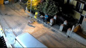 Λύκος μπήκε στη Νικήτη Χαλκιδικής και πλησίασε άνδρα που καθόταν έξω από κατάστημα