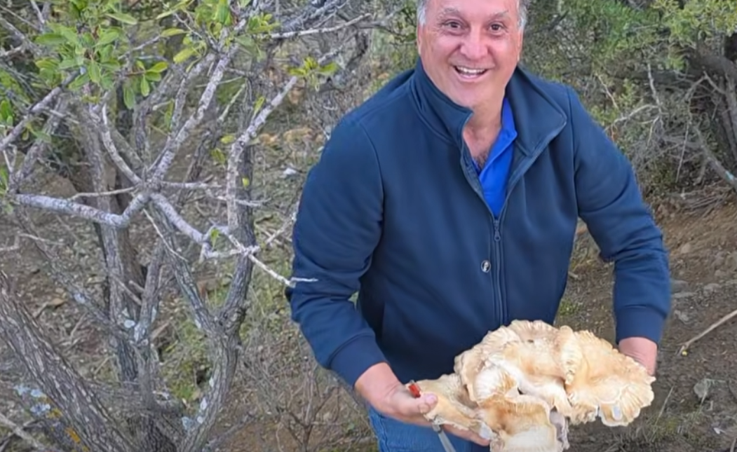 ΜΑΝΙΤΑΡΙ ΓΙΓΑΣ ΜΕΣΑΡΑ