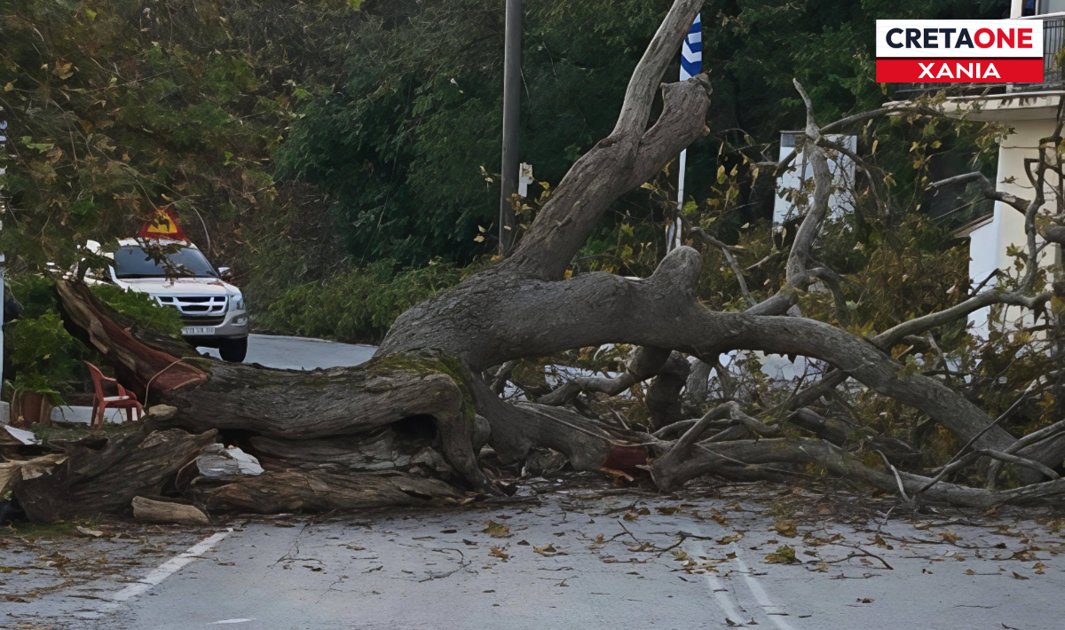 Χανιά: Συναγερμός στο Δρομόνερο από πτώση μεγάλου κλαδιού στον αιωνόβιο πλάτανο