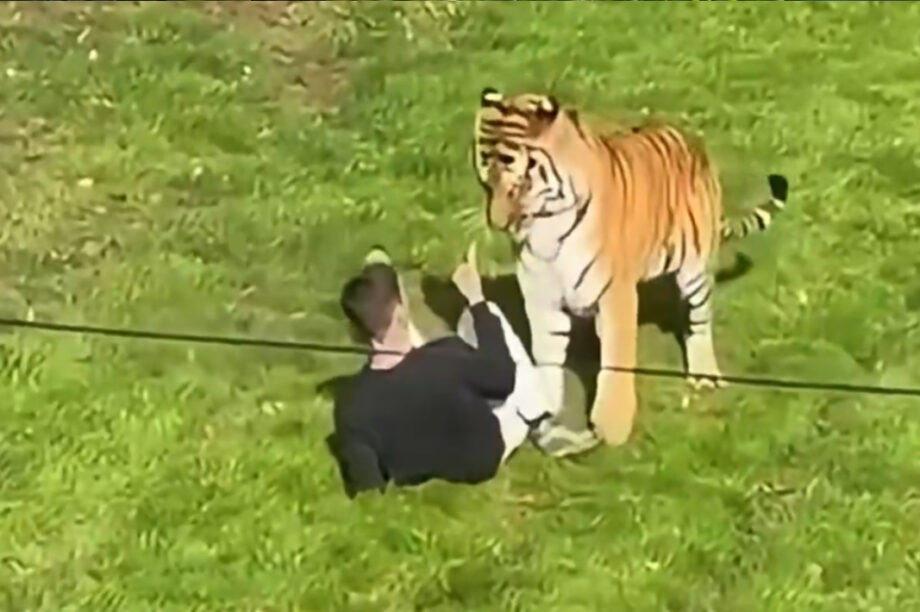 vretania tigris epithesi